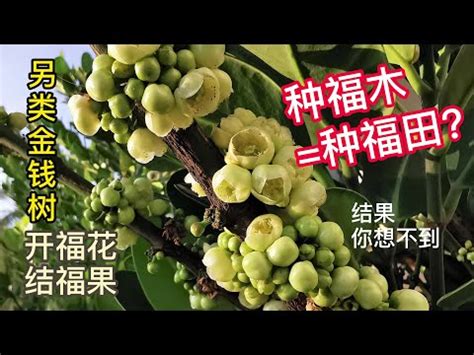 福木風水|【福木樹風水】福木樹風水的秘密：為家居招來好運、。